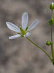 Pine barren stitchwort